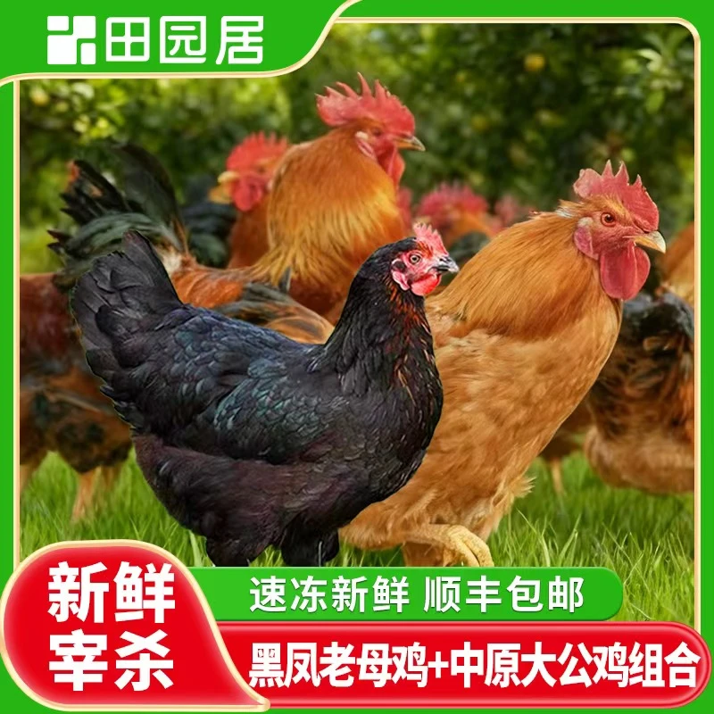 【田园居】田园公鸡 3.5斤+黑脚母鸡 2斤组合