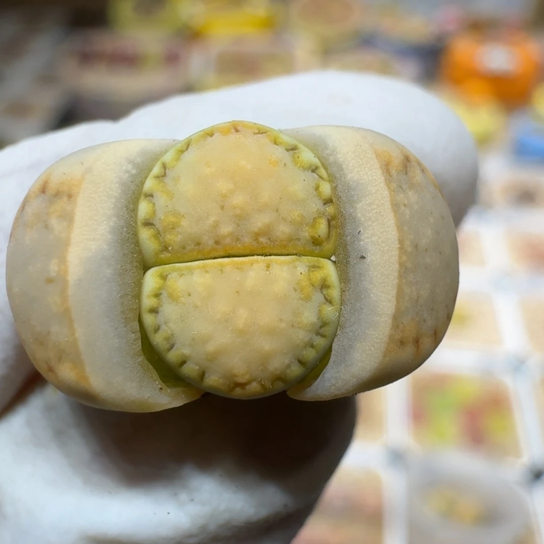 煮**茶0225-28黄绿饼干