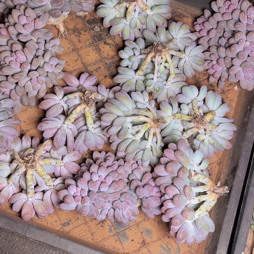 汤圆福利11111111111111