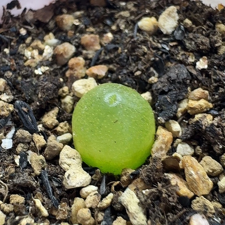 老马生石花哈默2514