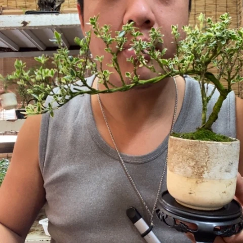 红陶一物一拍所见即所得281