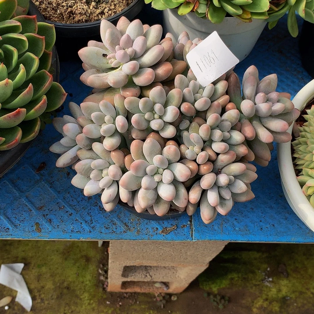 曼***园     粉黛多肉11061