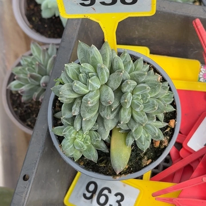 多肉植物ttnsp958