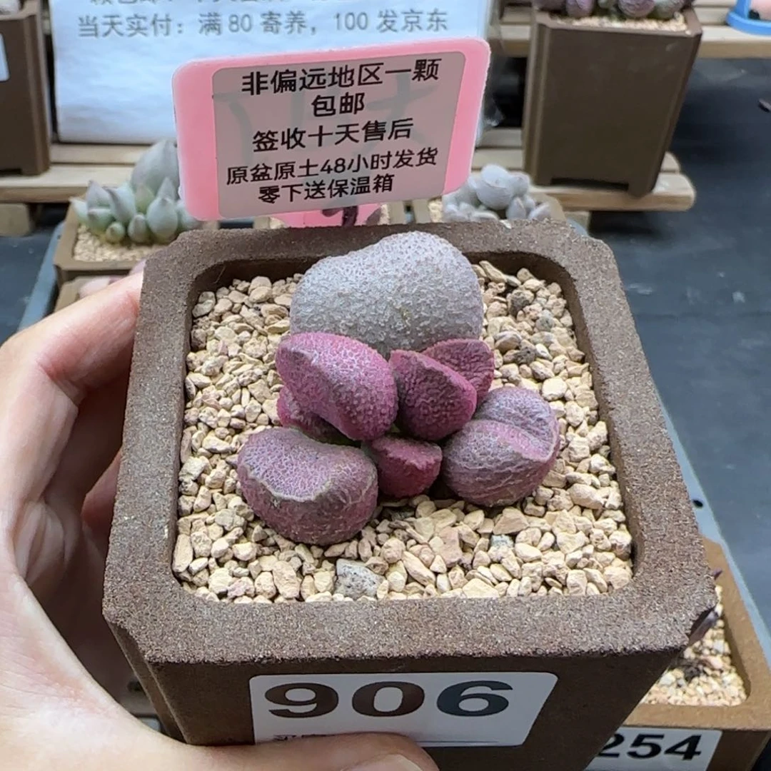 906赛猪肝多肉植物