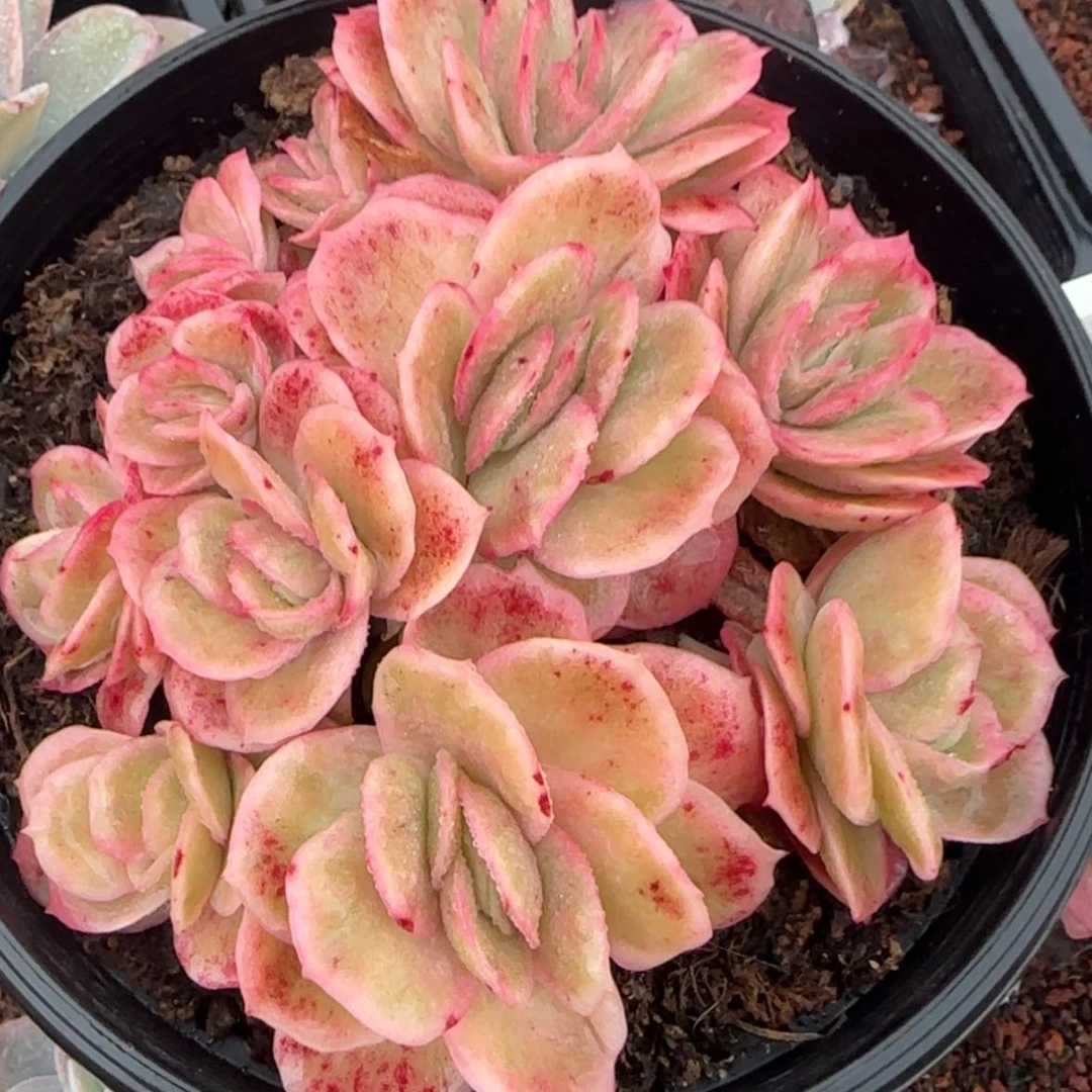 【闪购商品】冰玫瑰锦