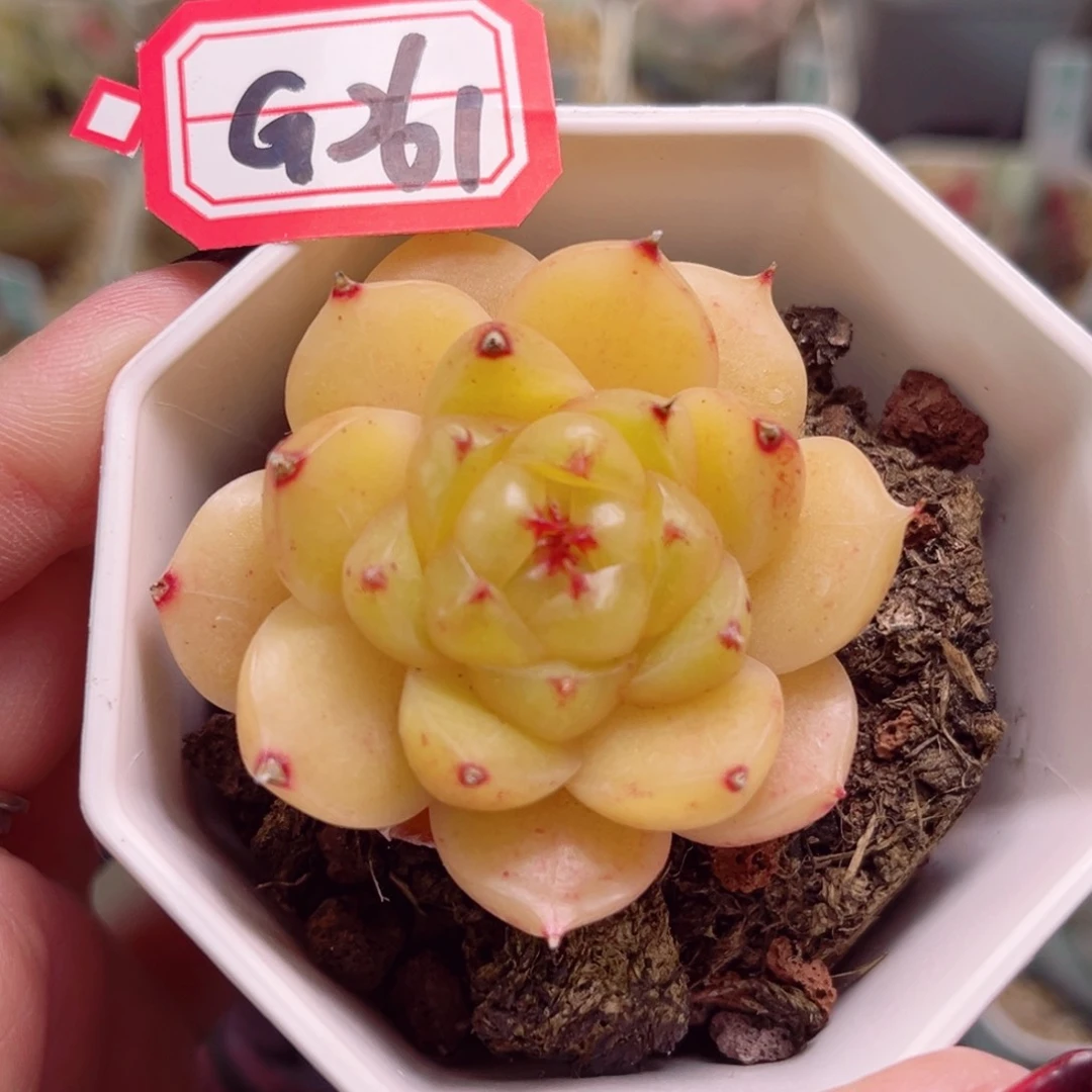 财**满G261一物一拍 补差