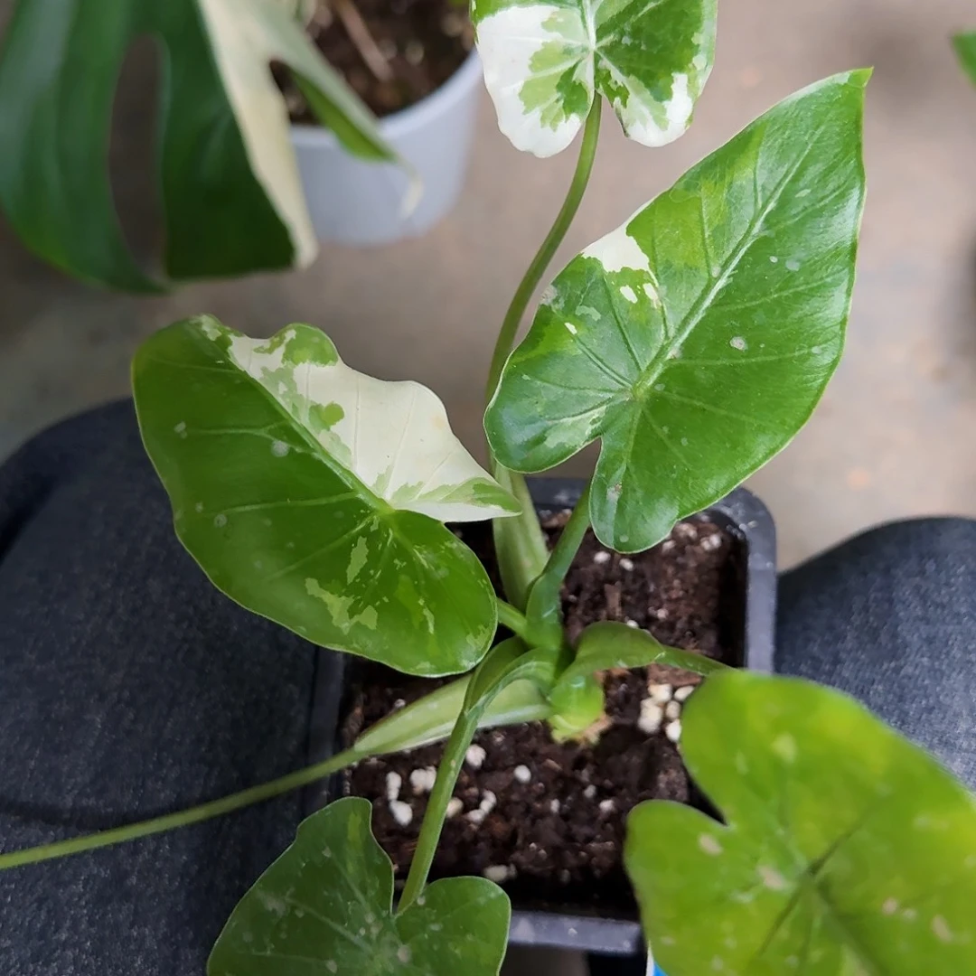 ?****?冲绳银海芋一物一拍