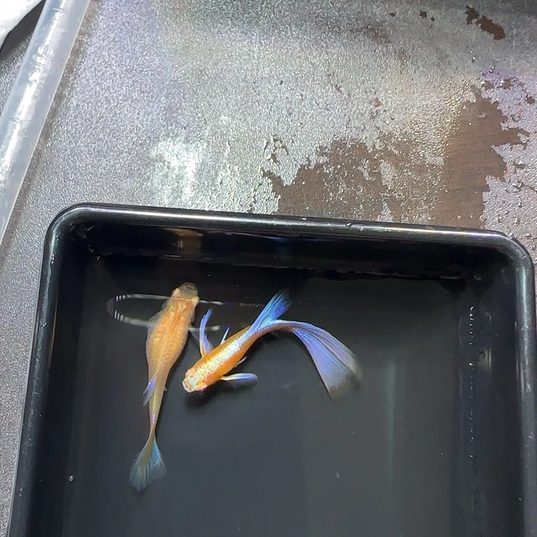 孔雀鱼紫白飞船一对，三个月