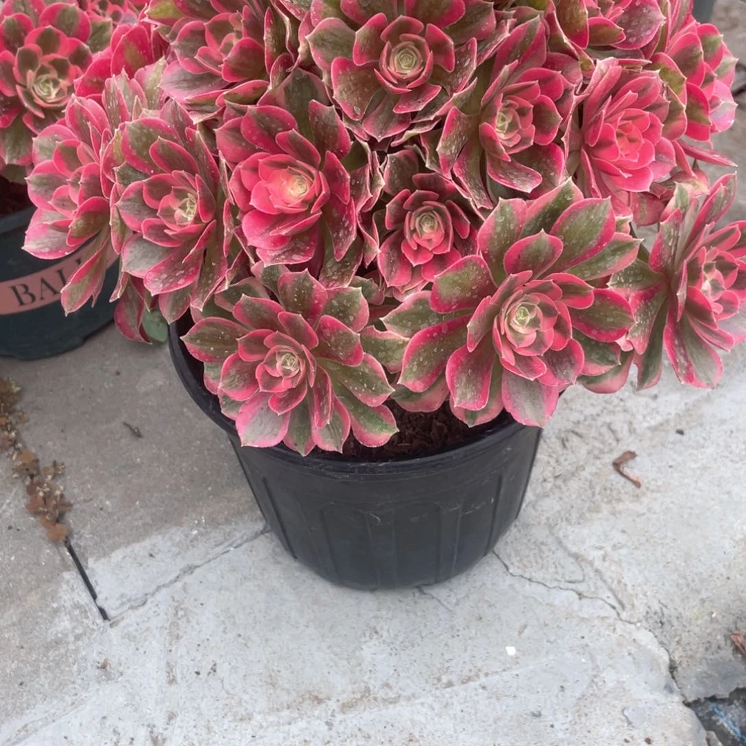 粉女妖老桩手捧333