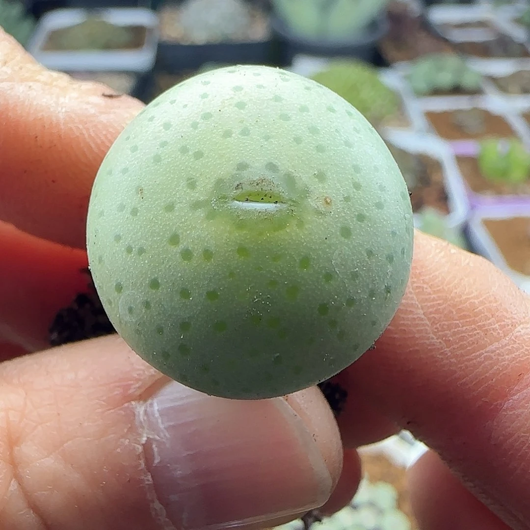 我****实28包邮脱土发货25939