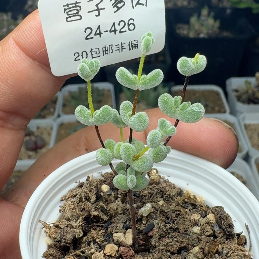 莱斯带盆土。