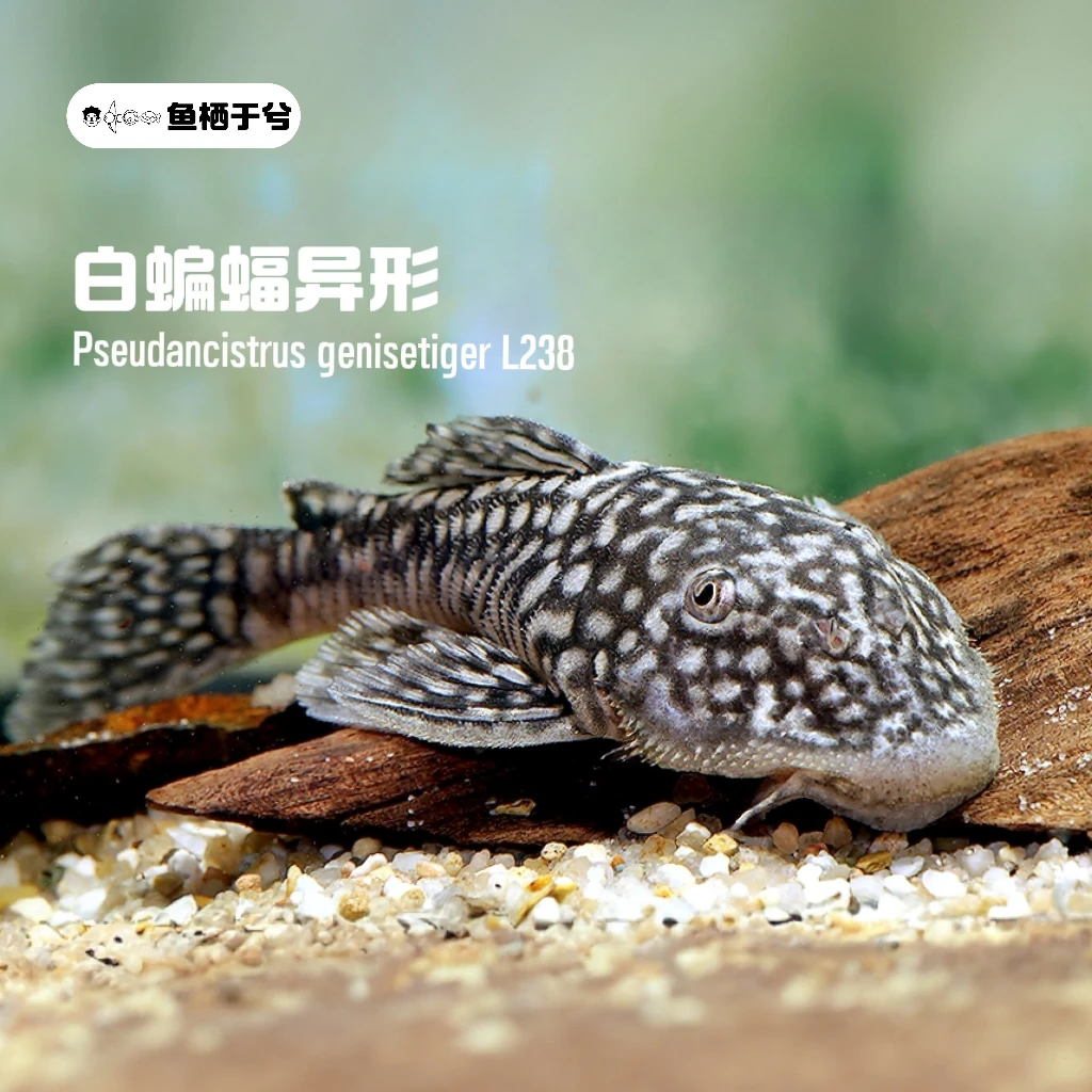 鱼栖于兮 白蝙蝠异形L238异型鱼南美鱼