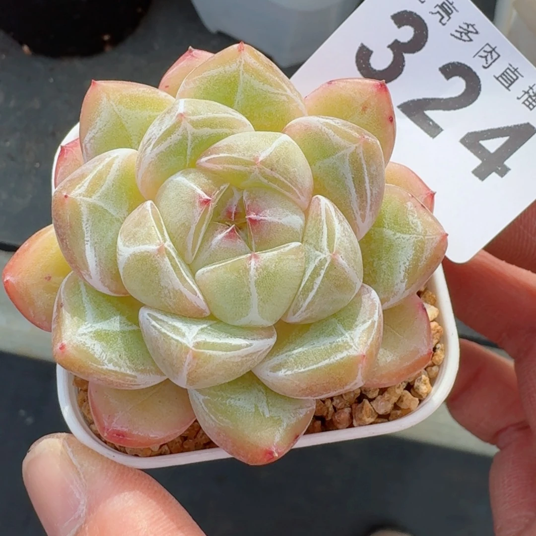 福利钻石      愿你一路坦途，乘风破浪展宏图