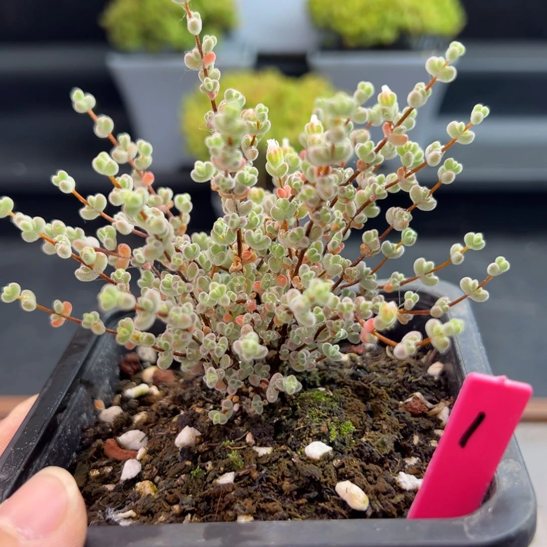 莱斯枝干1号10cm盆