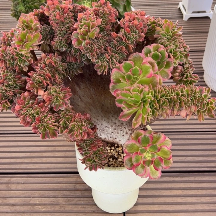 粉女郎缀化木质化老桩