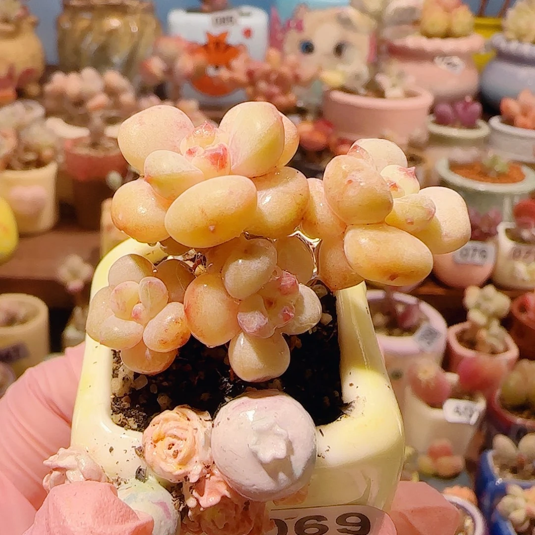 T阳光玫瑰盆口2.5cm