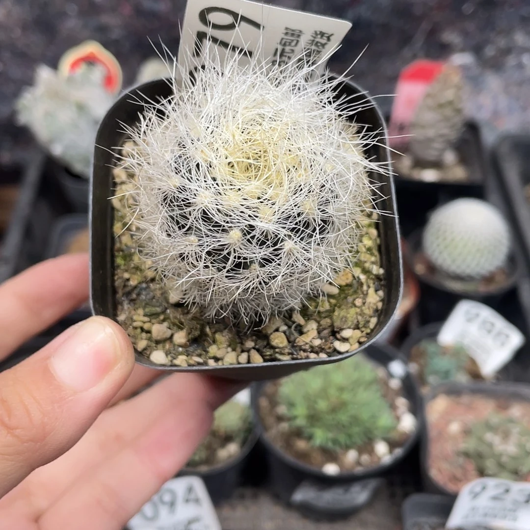 979银翁玉（满18元包邮）