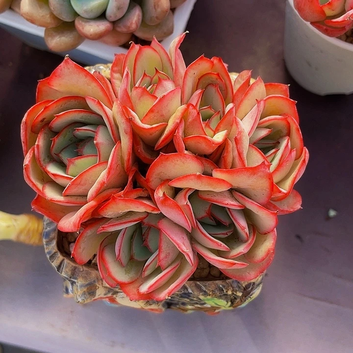 失***海多肉植物牡丹亭发货