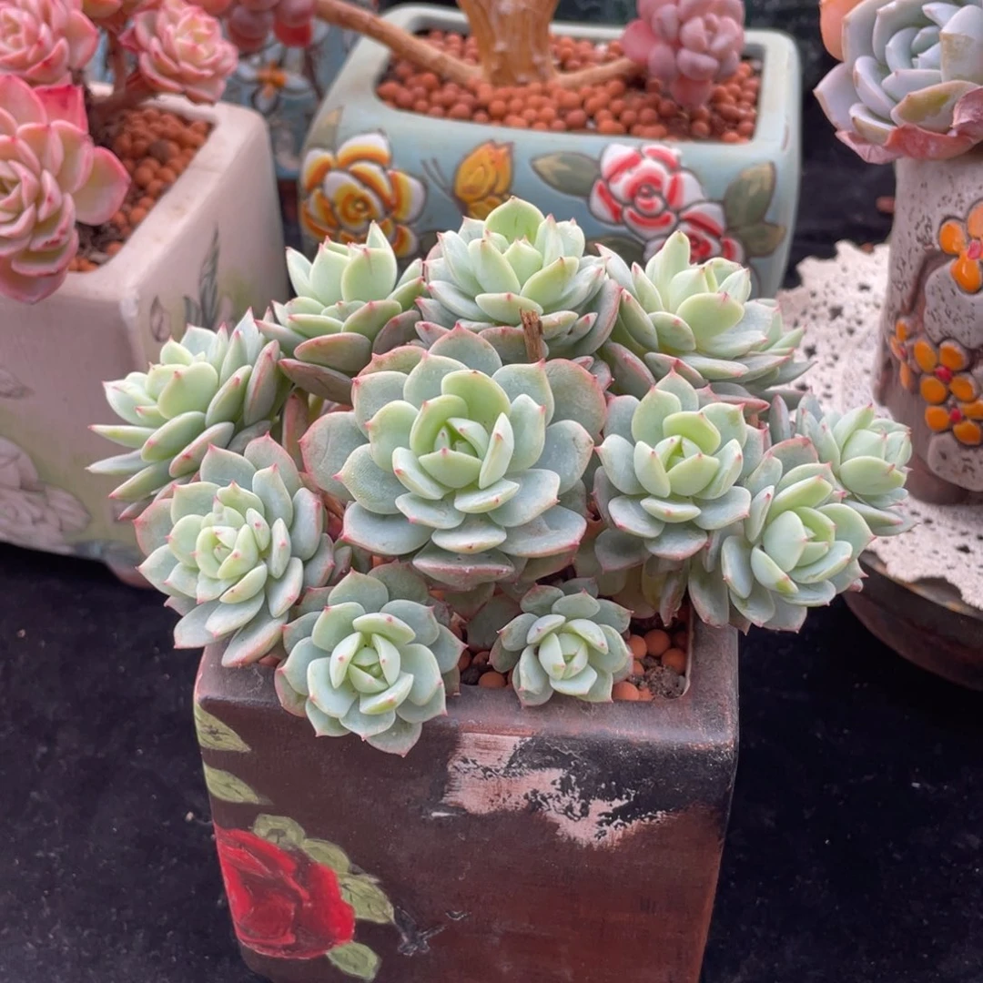 房***丹8899999999999999999000