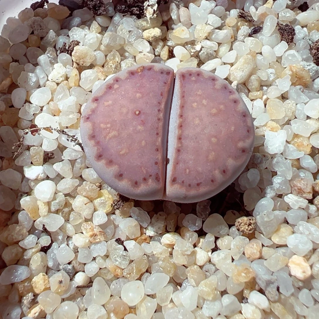 109-186多肉多肉多肉
