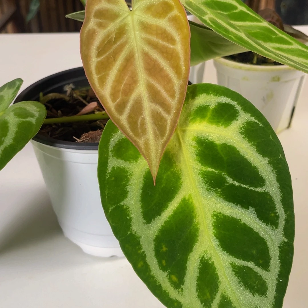 =***)完全开放撕裂纹花烛9