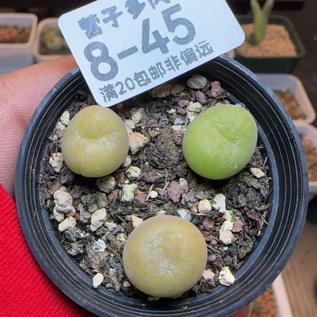 空卡带盆土发货。