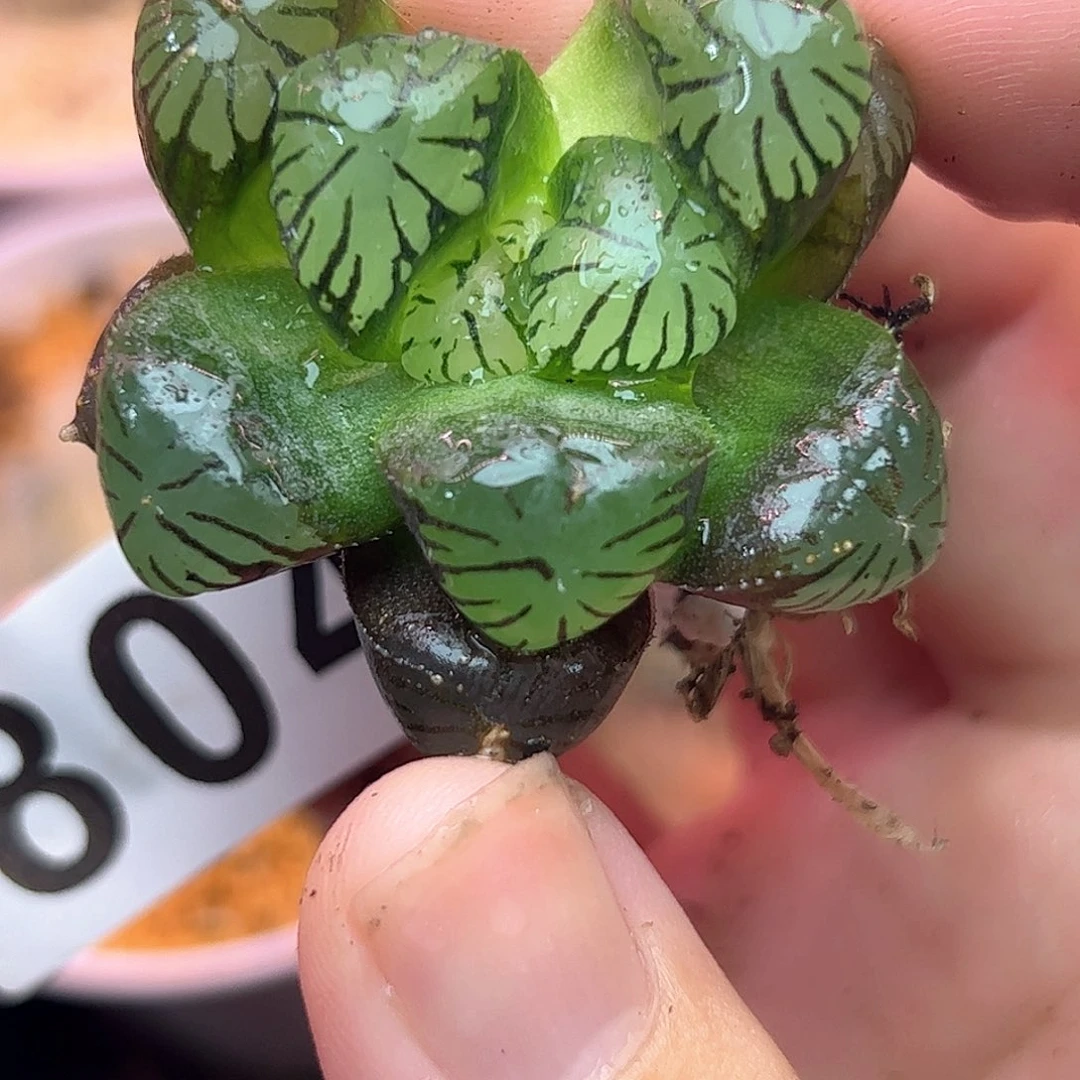 804红红火火恍恍惚惚
