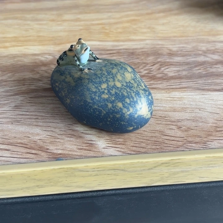 紫砂茶宠摆件青蛙