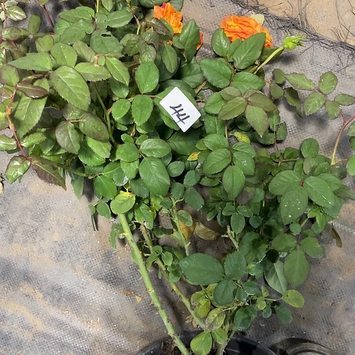 少量花朵（建议范围：2朵-5朵 或40%以下）44橙意