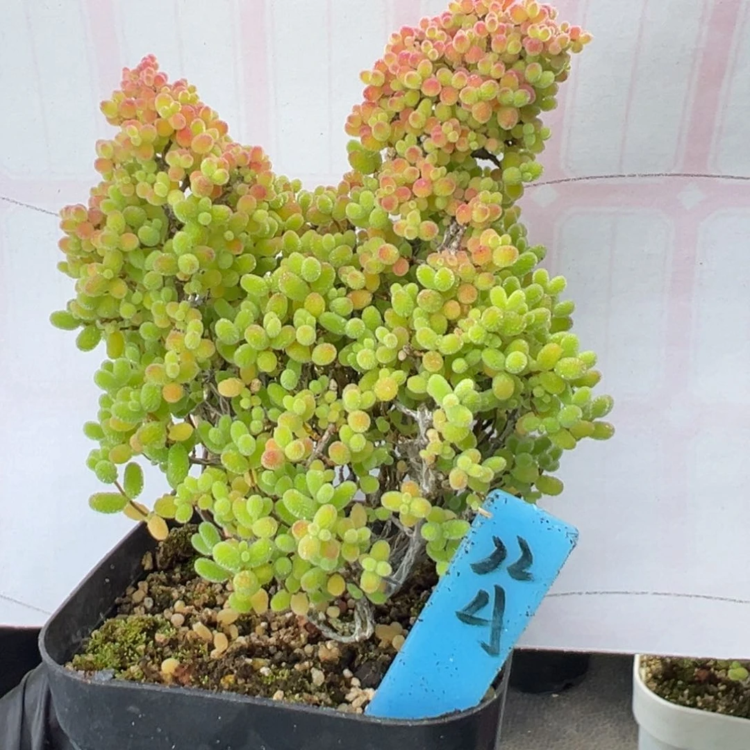 精控蜜橘糖球22号