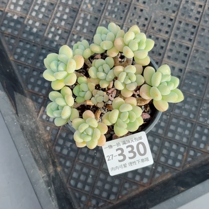 洛可可多肉无盆土无发货