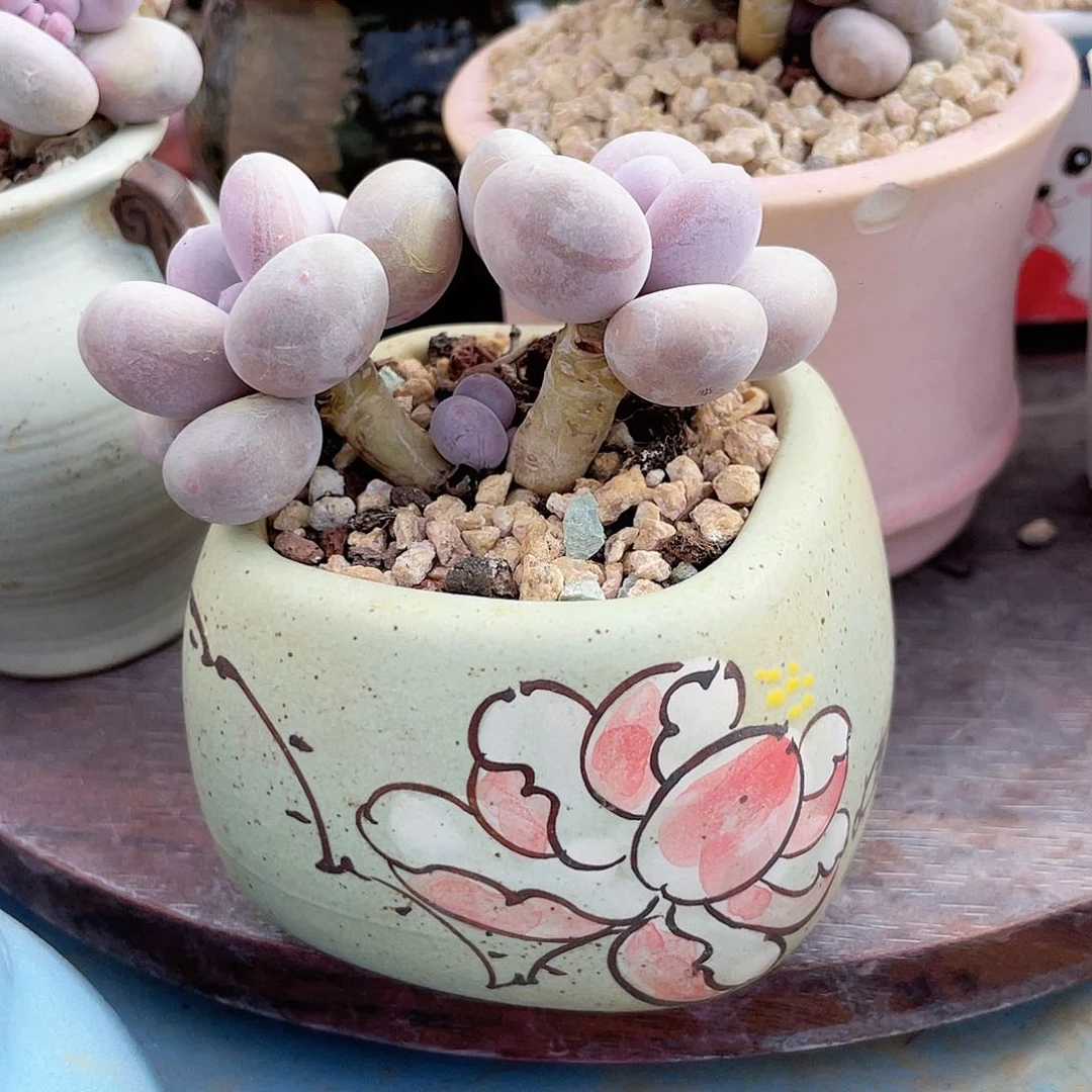 深****舞多肉老桩漂亮