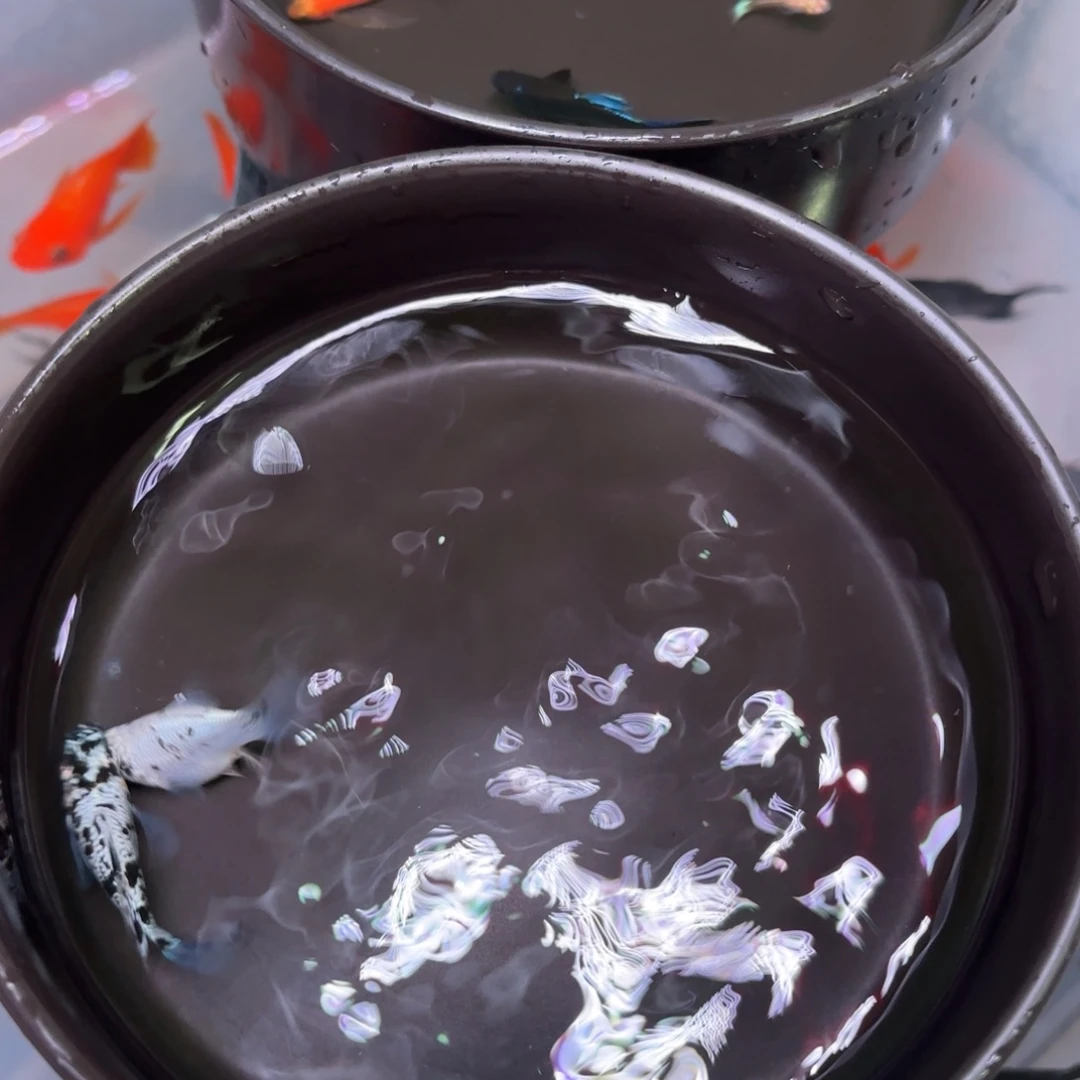 孔雀鱼奶牛一对玛丽球