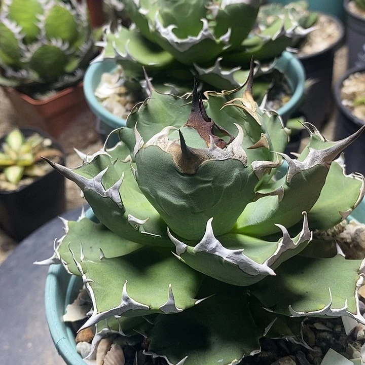 用***7姬仁。        一个