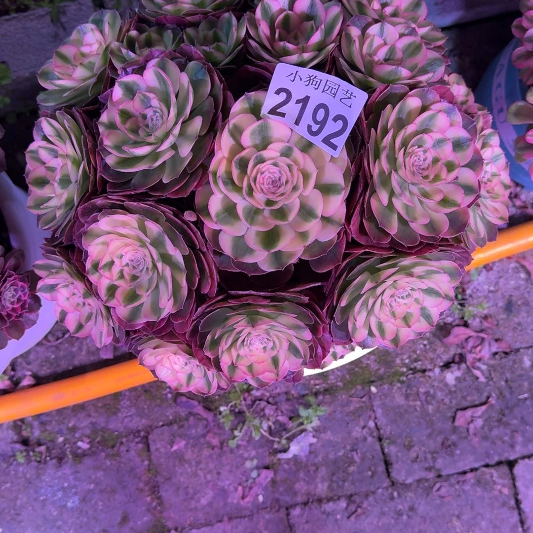 小***子蔷薇多肉植物2192寄养