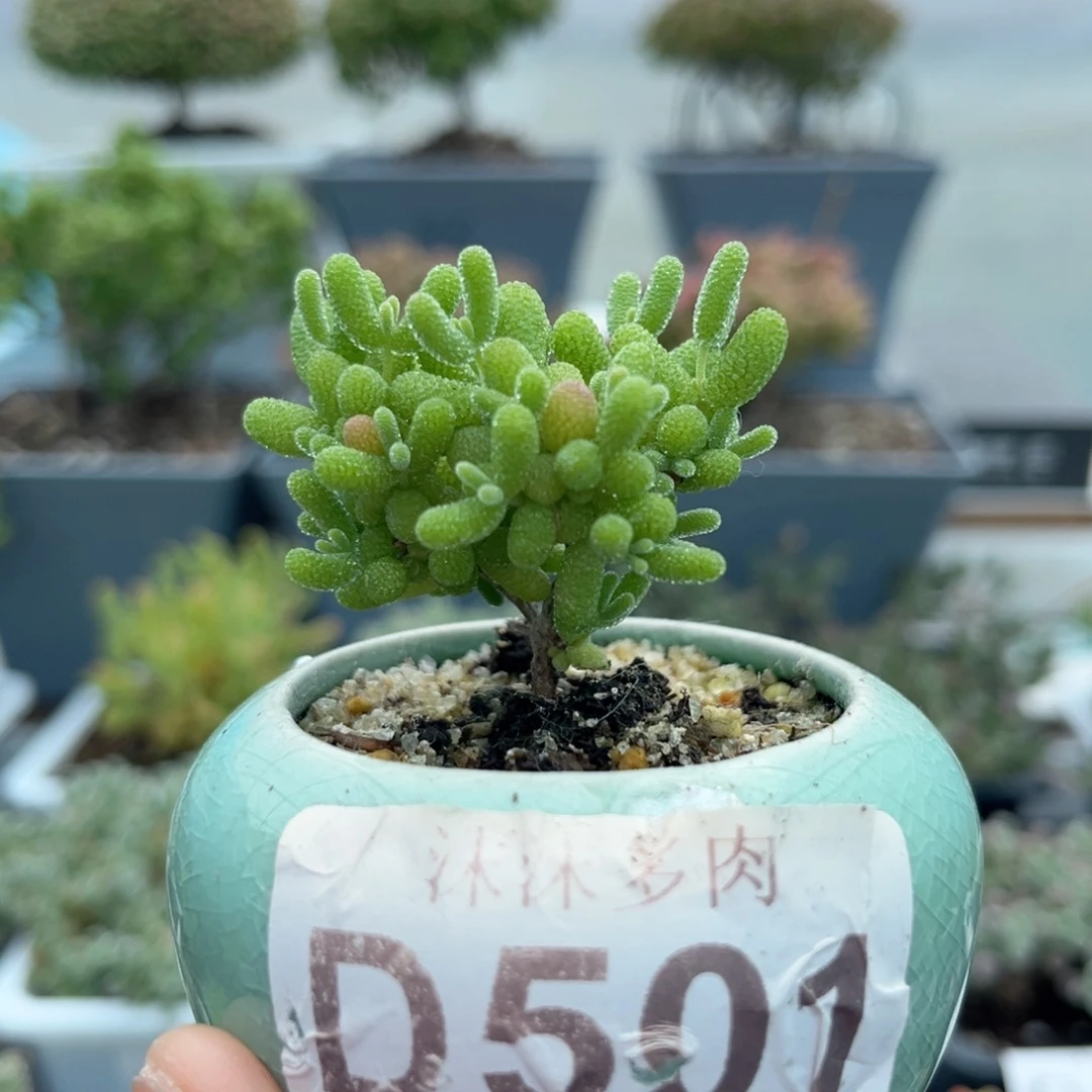 501蜜橘糖球枝干