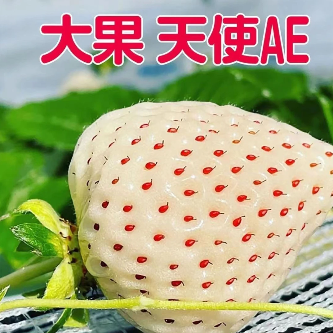 『加仑盆』草莓苗加仑盆栽好发货适合家庭阳台庭院种植果子香甜大甜
