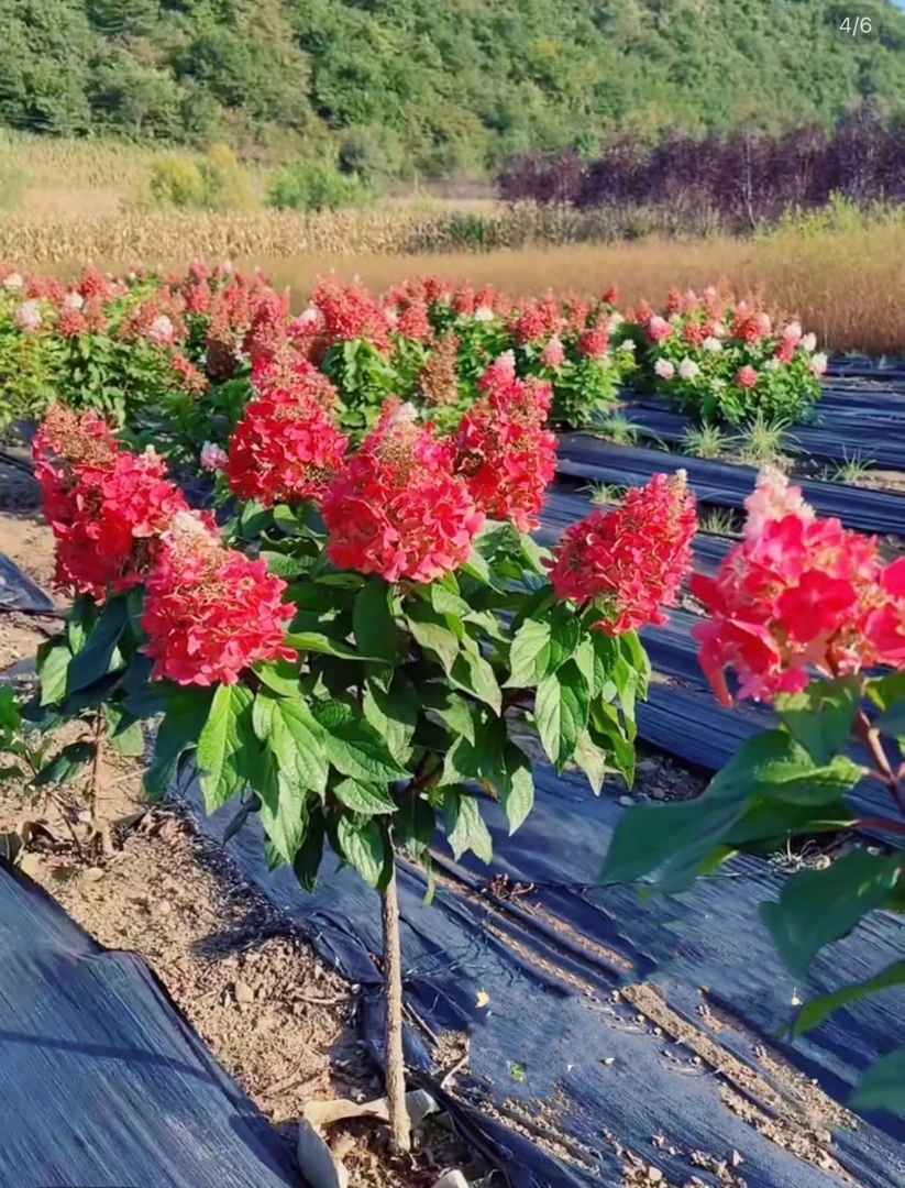 东北耐寒直立圆椎绣球烛光，三年生，颜色多变，花期一百天