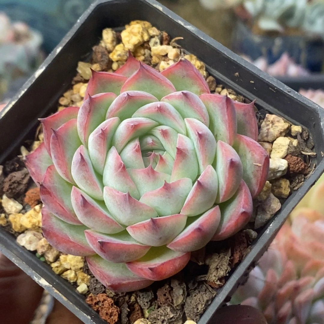 粉水晶单头控养清棚
