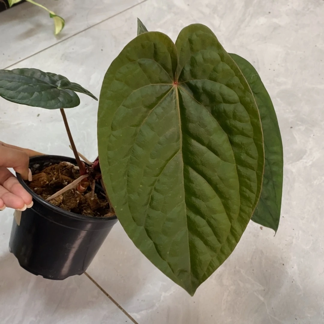 不开花植物黑桃杂奢华
