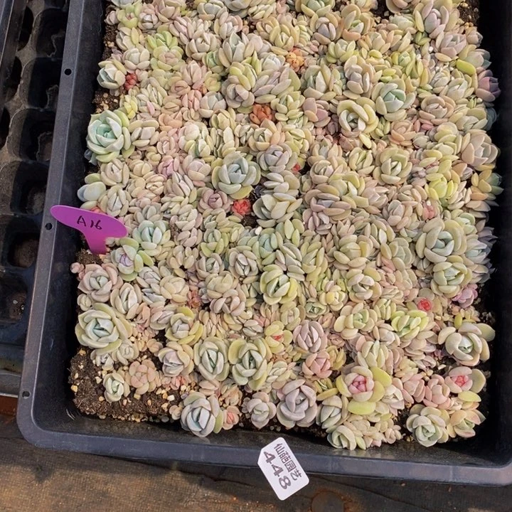 清*448多肉植物保护研究所所长