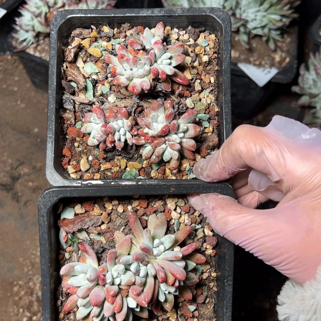 2620两颗哈哈哈哈哈哈哈