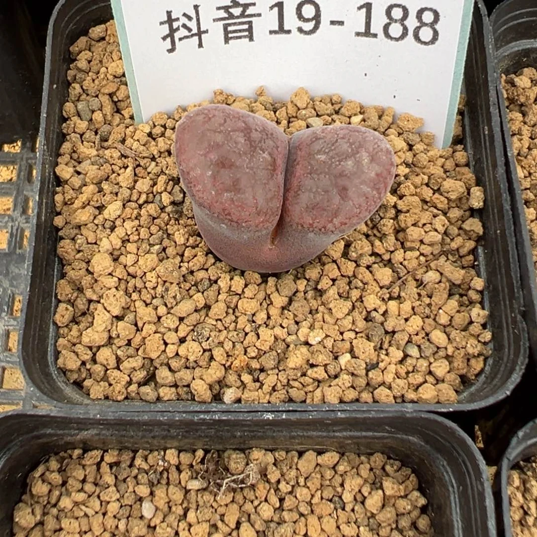 19-188红蛋糕风铃多肉