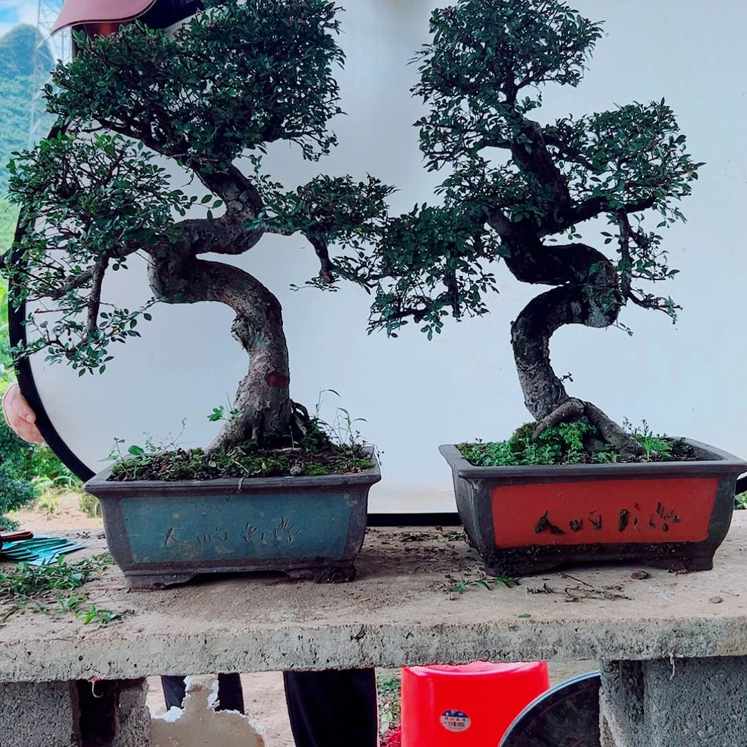 完全开放榆树喜阳喜水耐高温天气