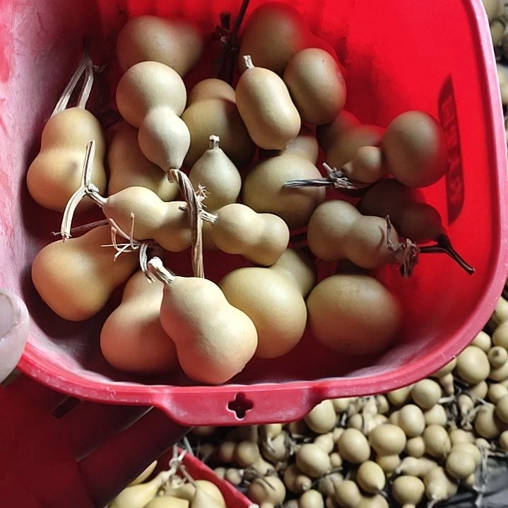 冰***啊天然葫芦10个胖墩葫芦10个小葫芦