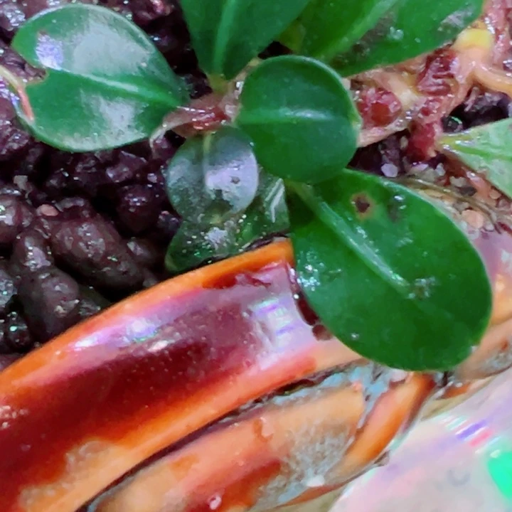 福利55福利一头植物