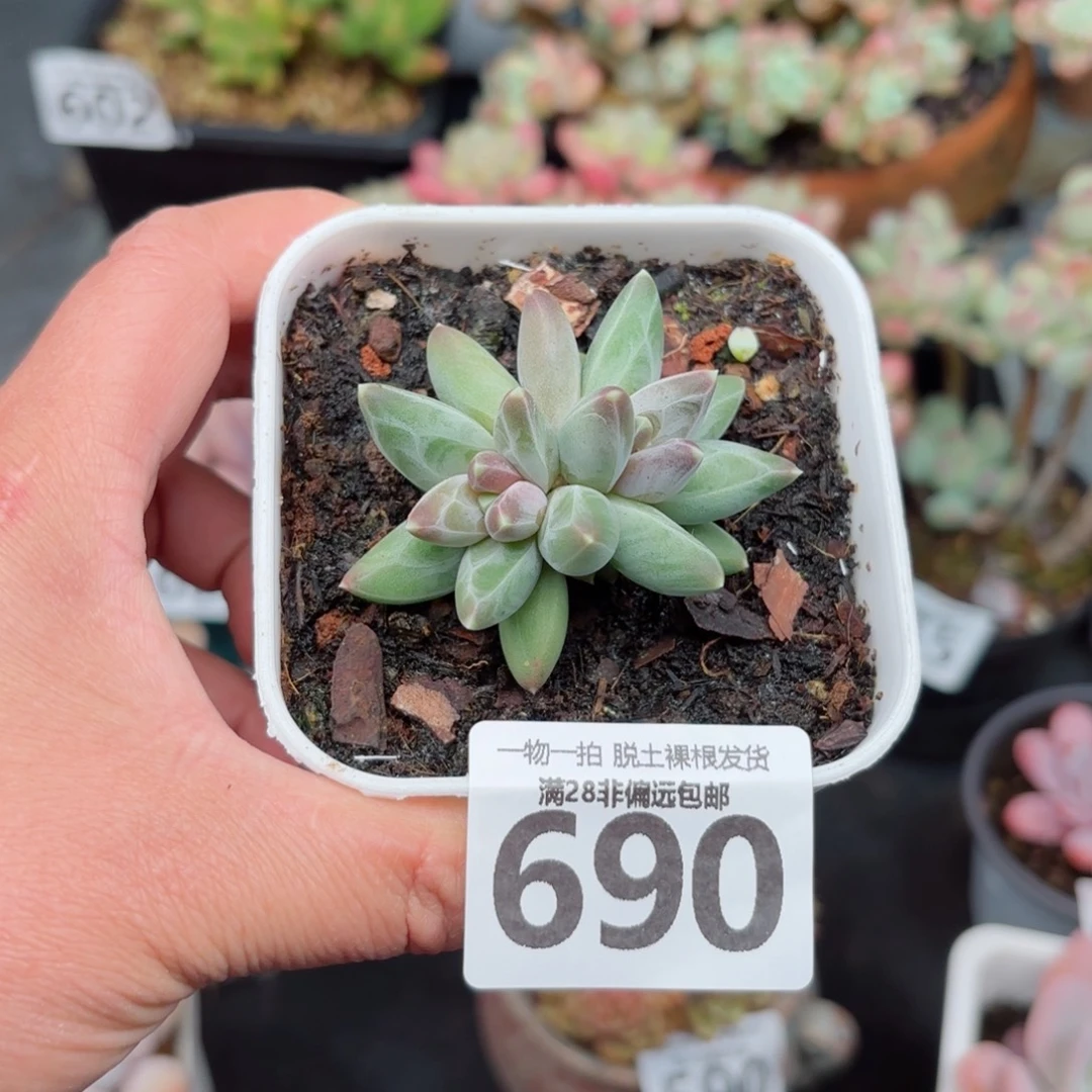 乌拉克拉双头无盆土发货