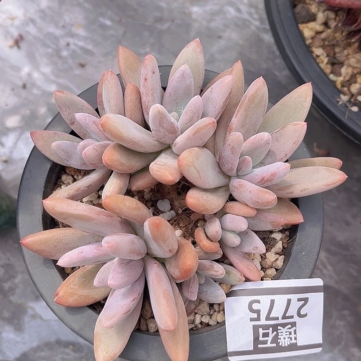 原始虞美人2775多肉植物