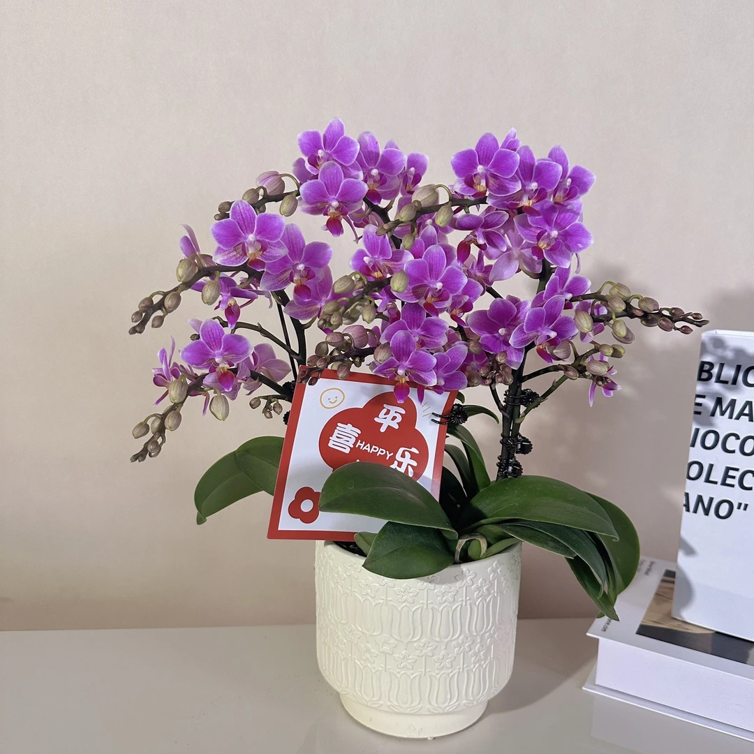 鼎胜【香格里拉】蝴蝶兰盆栽花卉观花植物室内四季开花优质陶瓷盆