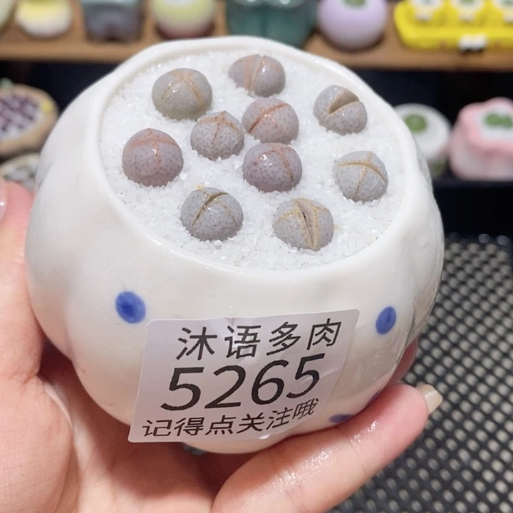 带盆土植物 一物一拍5265